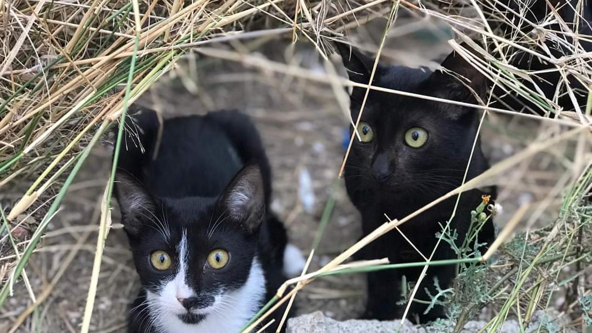 Gatos en Catarroja