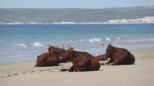 La vaca retinta es una de las 165 razas de ganado autóctono españolas, con presentencia mayoritaria en Andalucía y Extremadura.