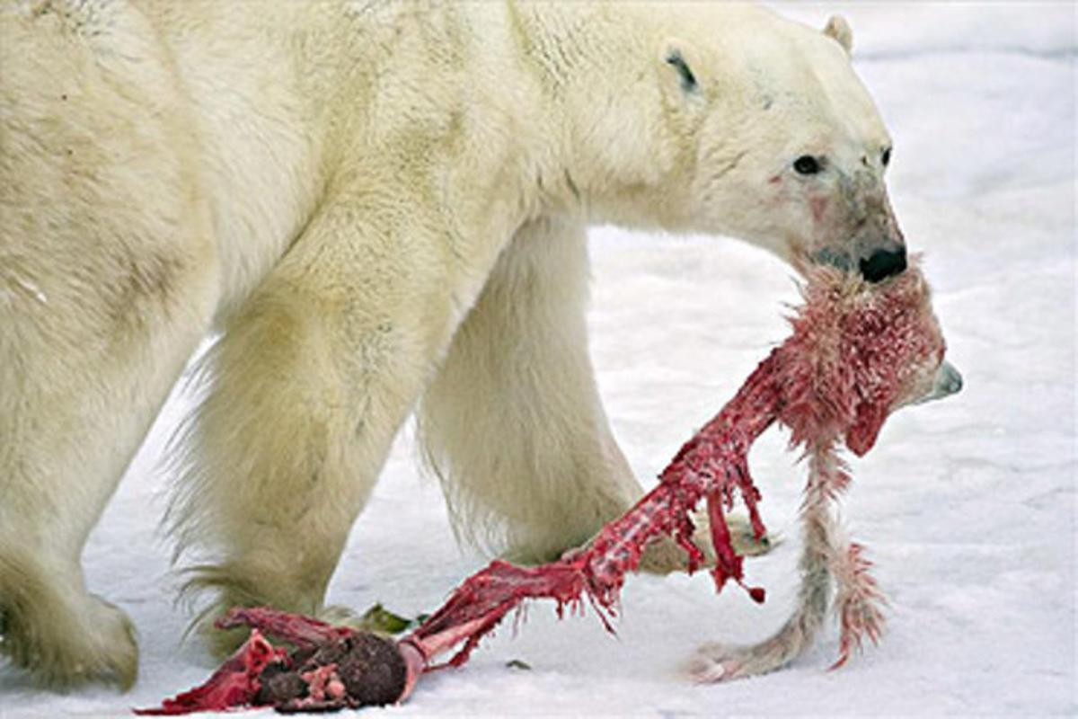 El canvi climàtic força els óssos polars a ser caníbals