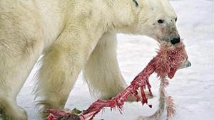 El cambio clímático hace escasear los recursos alimentícios de los osos polares del ártico y algunos recurren al canibalismo.