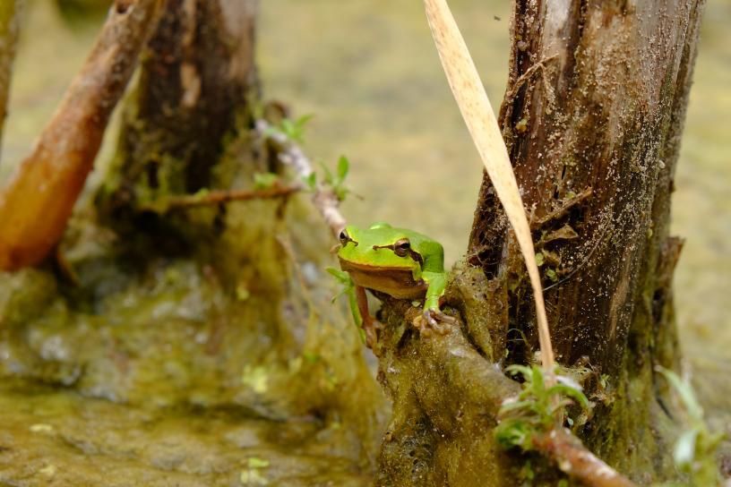 Una rana de la misma especie pero con piel verde. | LNE