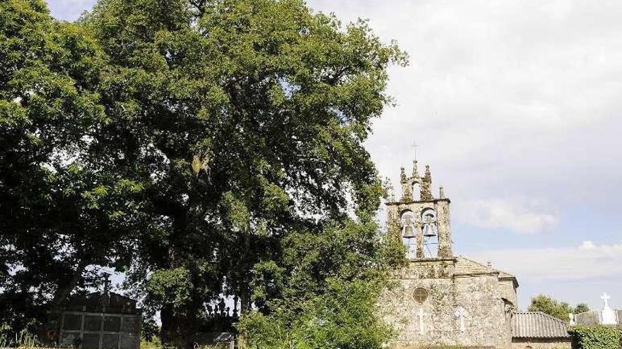 El roble nació junto a la iglesia parroquial. // Bernabé/Javier Lalín