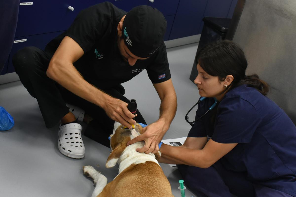 Raquel Santiago asistiendo a un perro