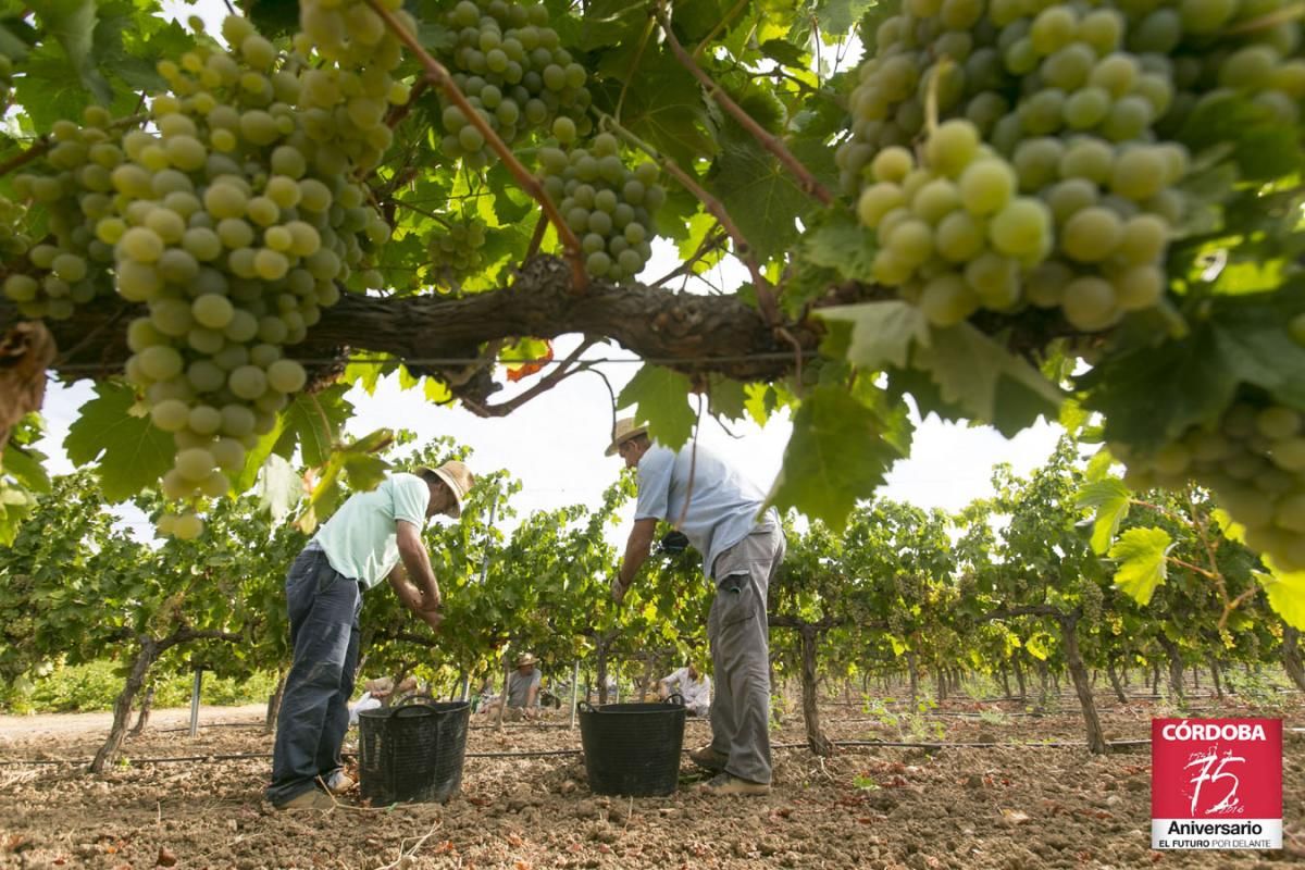 Vendimia en Montilla Moriles.