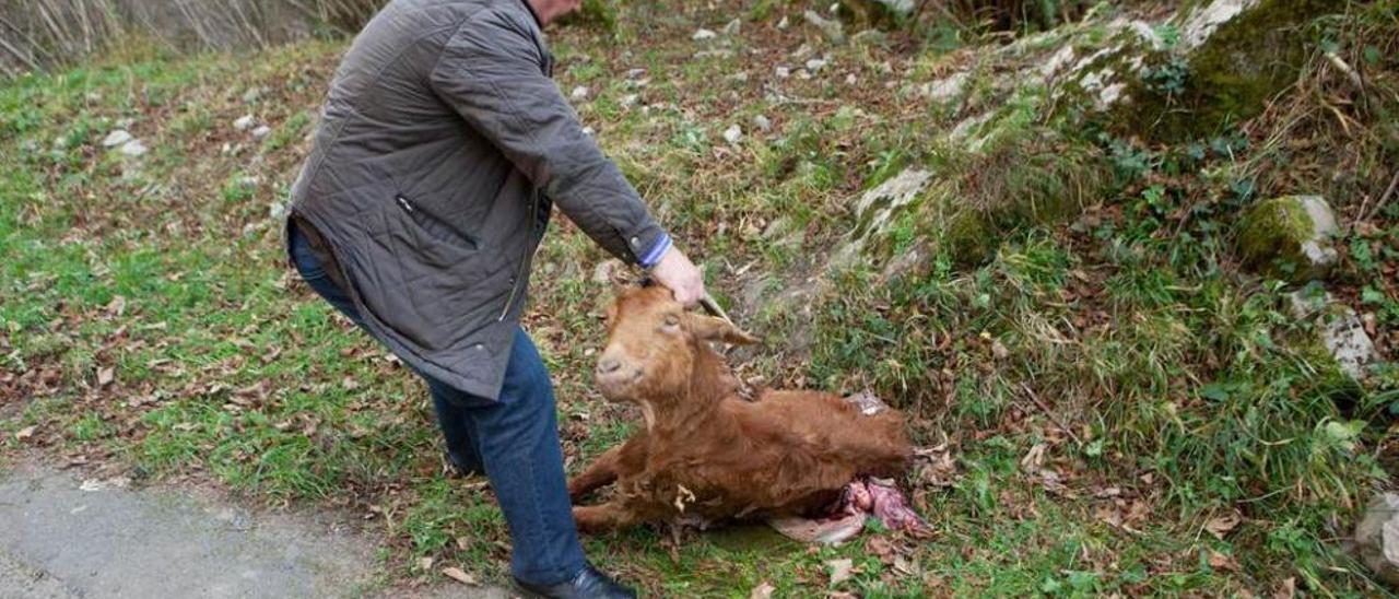 José Luis Menéndez enseña una cabra muerta por los lobos en Les Llanes (Caso), hace un par de semanas.