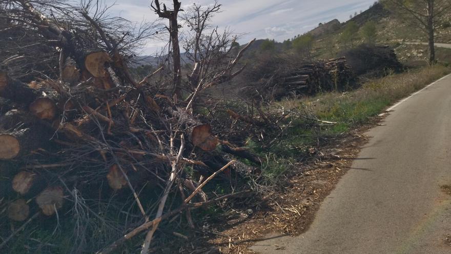 Regeneración tras la catástrofe de la Vall d&#039;Ebo: miles de pinos carbonizados y ahora talados y apilados