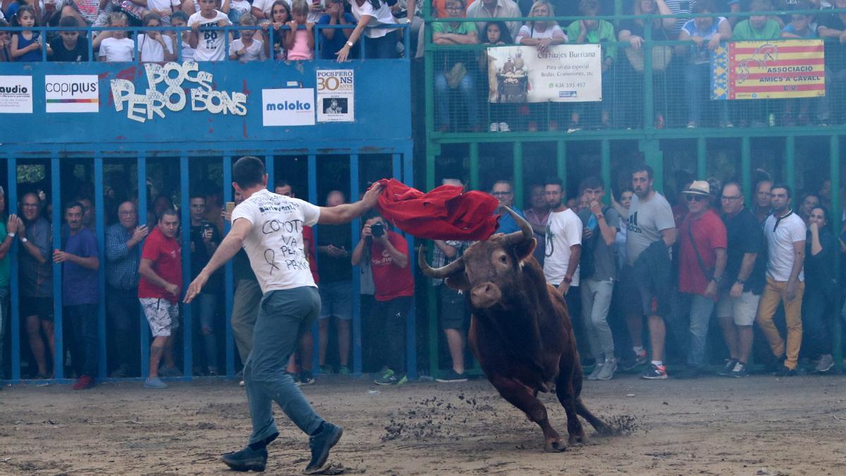 Imagen de un festejo tradicional de bou al carrer durante las fiestas de la Misericordia