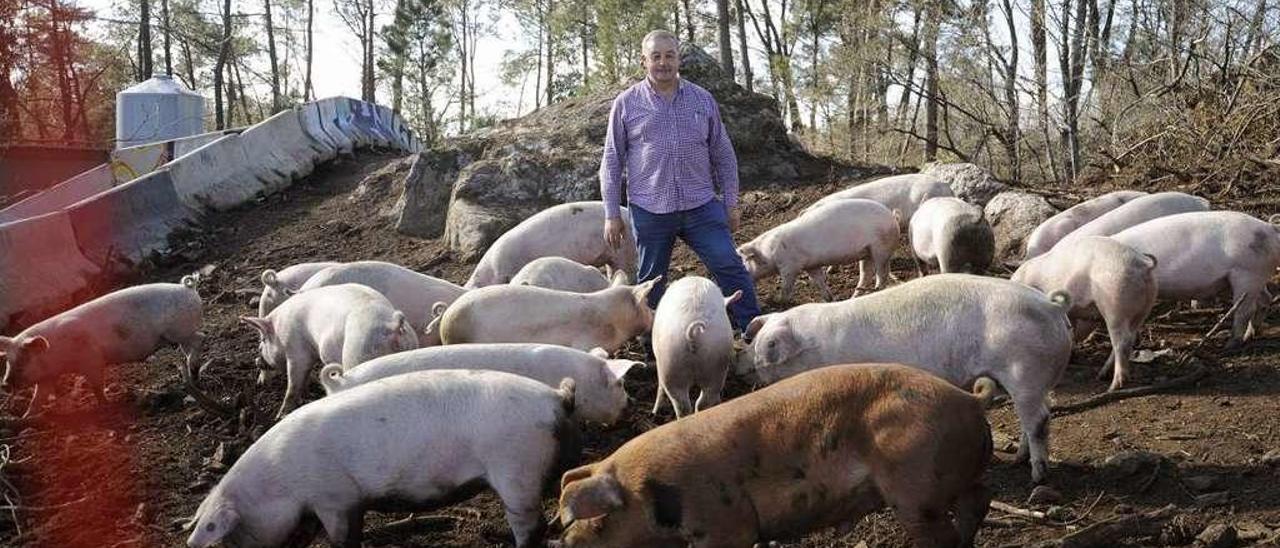 Alfonso Vence, ayer, en la explotación porcina ecológica de O Marco, en Siador. // Bernabé/Javier Lalín