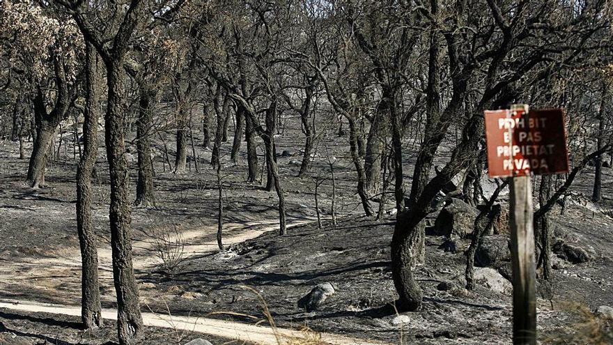 El greu incendi del 2012, que va cremar gran part dels boscos l&#039;Alt Empordà.