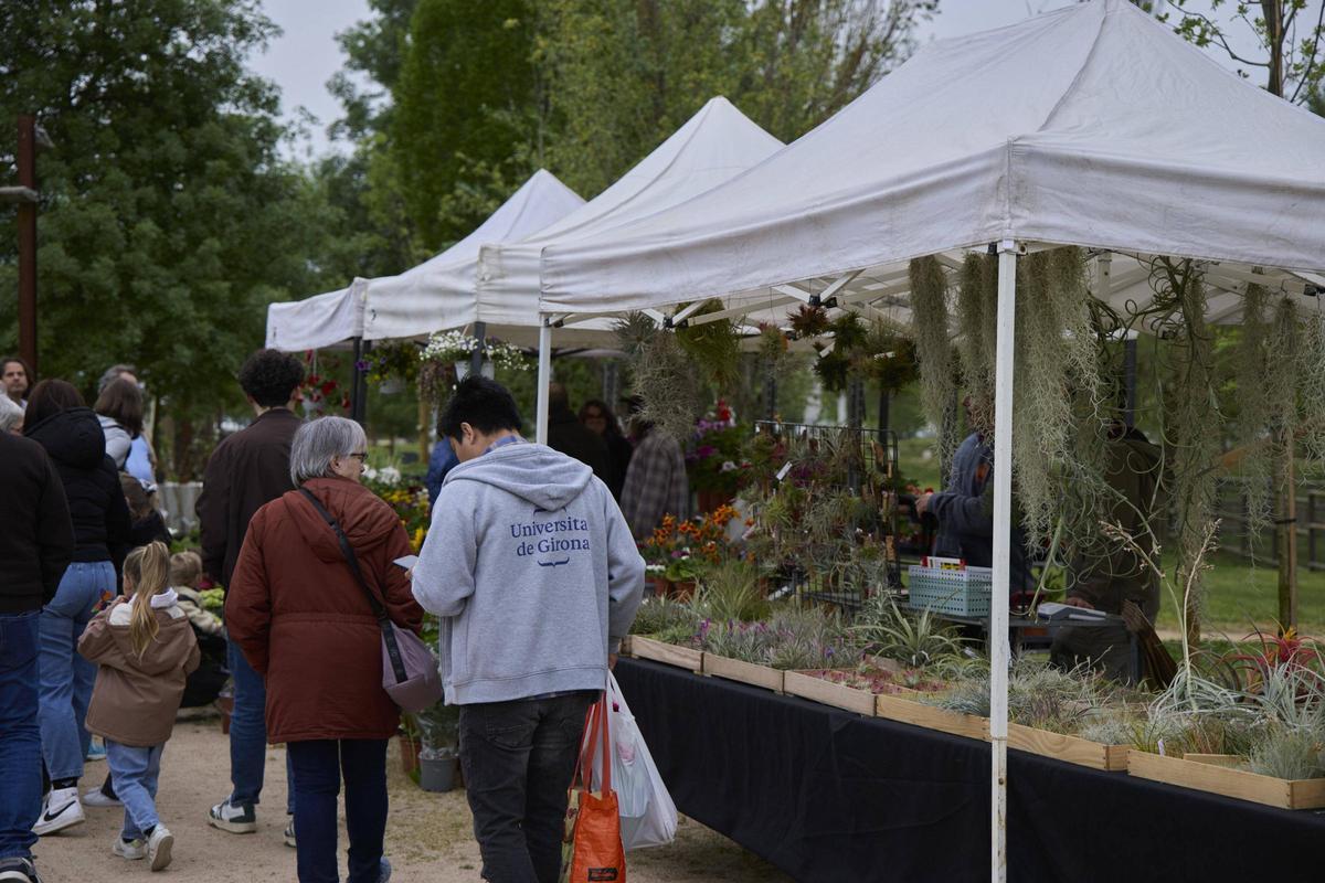 Una gentada s’ha acostat per visitar els 34 expositors presents, per participar en algun dels tallers programats o passejar per l’espai natural de la Fira de la Flor i el Planter. Una gentada s’ha acostat per visitar els 34 expositors presents, per participar en algun dels tallers programats o passejar per l’espai natural de la Fira de la Flor i el Planter.