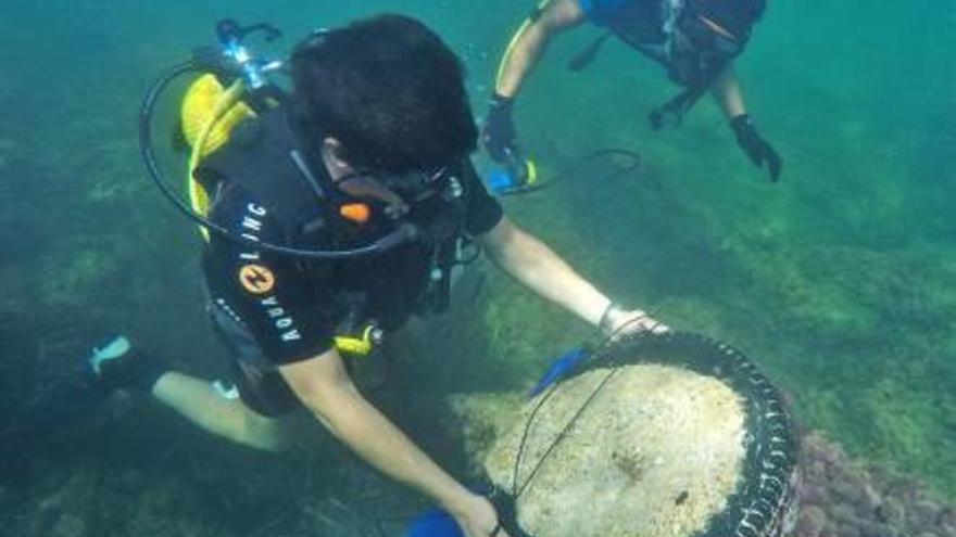 Imágenes de la actividad de limpieza del fondo marino celebrada ayer en Cabo Roig.