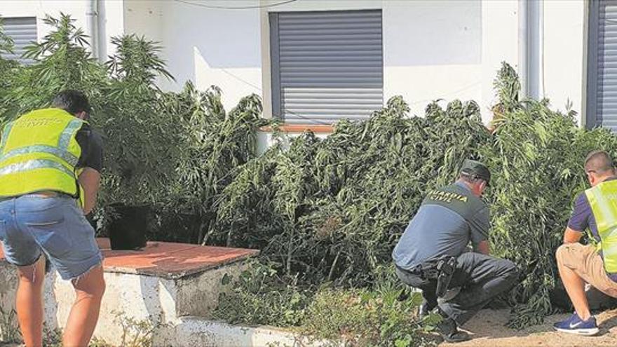 Castellón multiplica por diez las incautaciones de marihuana en una década