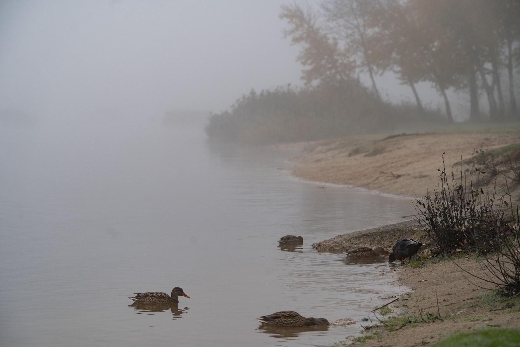 Niebla