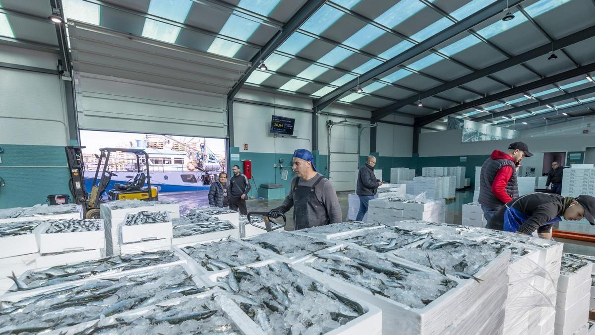 La flota de cerco desembarca 2.500 cajas de sardina en la lonja de Torrevieja