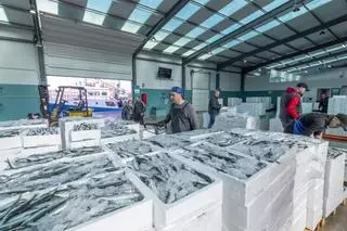 La flota de cerco desembarca 2.500 cajas de sardina en la lonja de Torrevieja