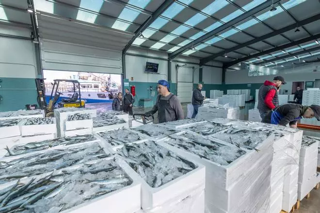 La flota de cerco desembarca 2.500 cajas de sardina en la lonja de Torrevieja