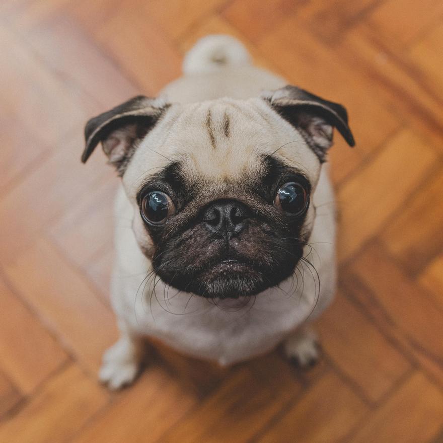 Hay diversos factores a tener en cuenta antes de dejar solo a tu perro.