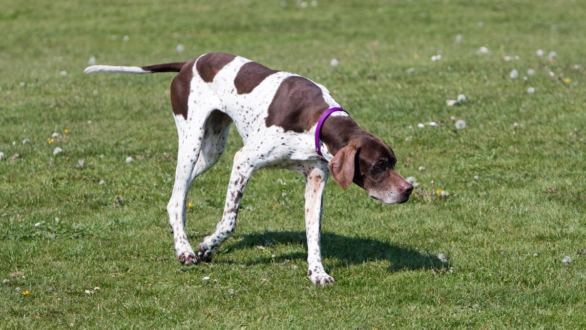 Pointer: una de las razas de perros de caza más populares en España como mascotas