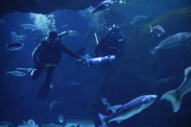 Así sumergieron los buzos del Acuario la cápsula del tiempo en el oceanario, en imágenes.