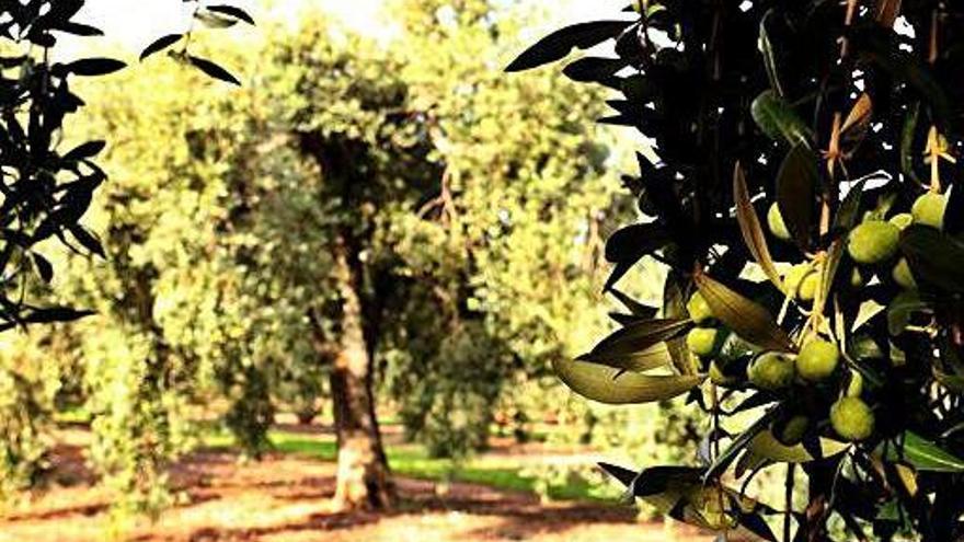 En primer terme, olives a la branca d&#039;un arbre; i al fons, una gran olivera