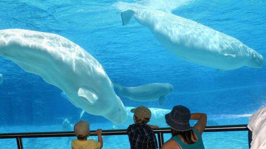 Canadá negocia el traslado a España de belugas en 