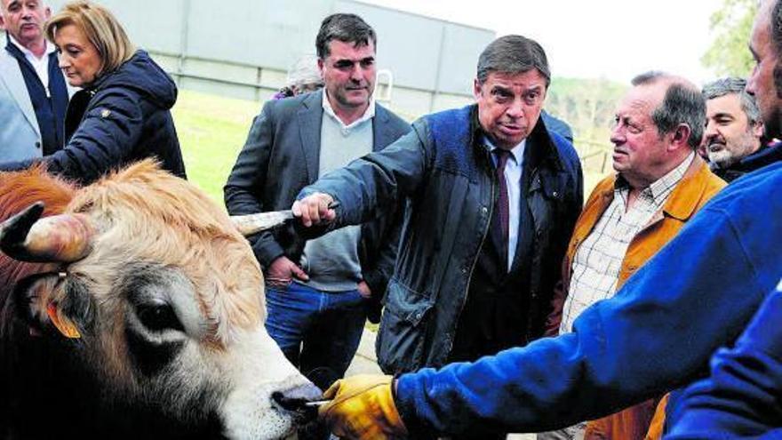 Luis Planas, cogiendo el cuerno a un semental en las instalaciones de Ascol en Gijón, flanqueado por Nino Rodríguez, presidente de Aseamo, y de José Emilio García, presidente de Ascol; a la izquierda, el presidente de Aseava, José Manuel González y, a su lado, la delegada del Gobierno, Delia Losa. A la derecha, detrás de García, el consejero Alejandro Calvo. | Ángel González