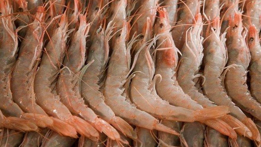 Los nutricionistas no ven riesgo en un consumo moderado de cabezas de gambas