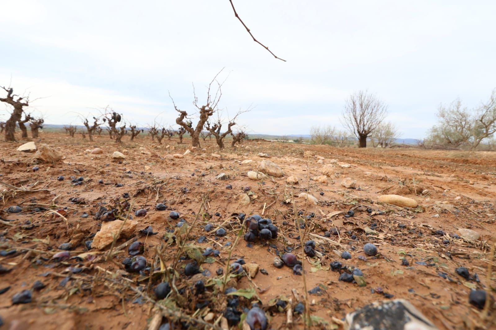 Las consecuencias del temporal de granizo que azotó ayer Requena