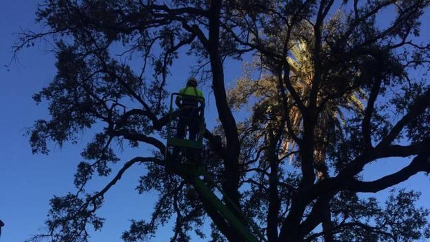 Un operario municipal trabajando ayer en la carrasca.