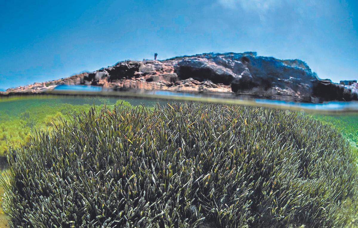 Pequeña pradera de posidonia cerca de la superficie en Portinatx