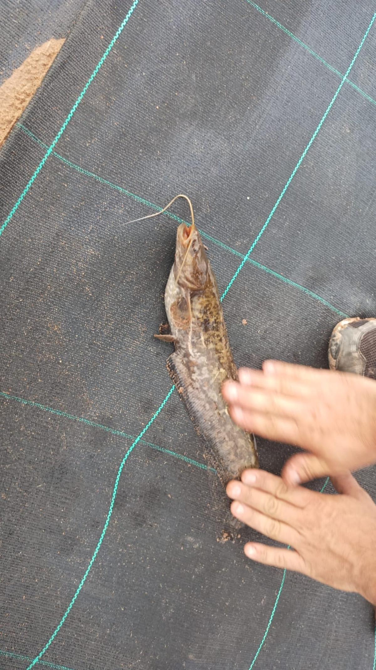 Uno de los ejemplares pescados en el río Albaida cerca de Càrcer.