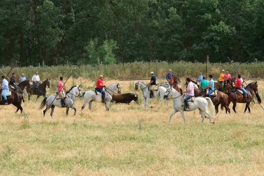 Toros bravos en Vadillo de la Guareña