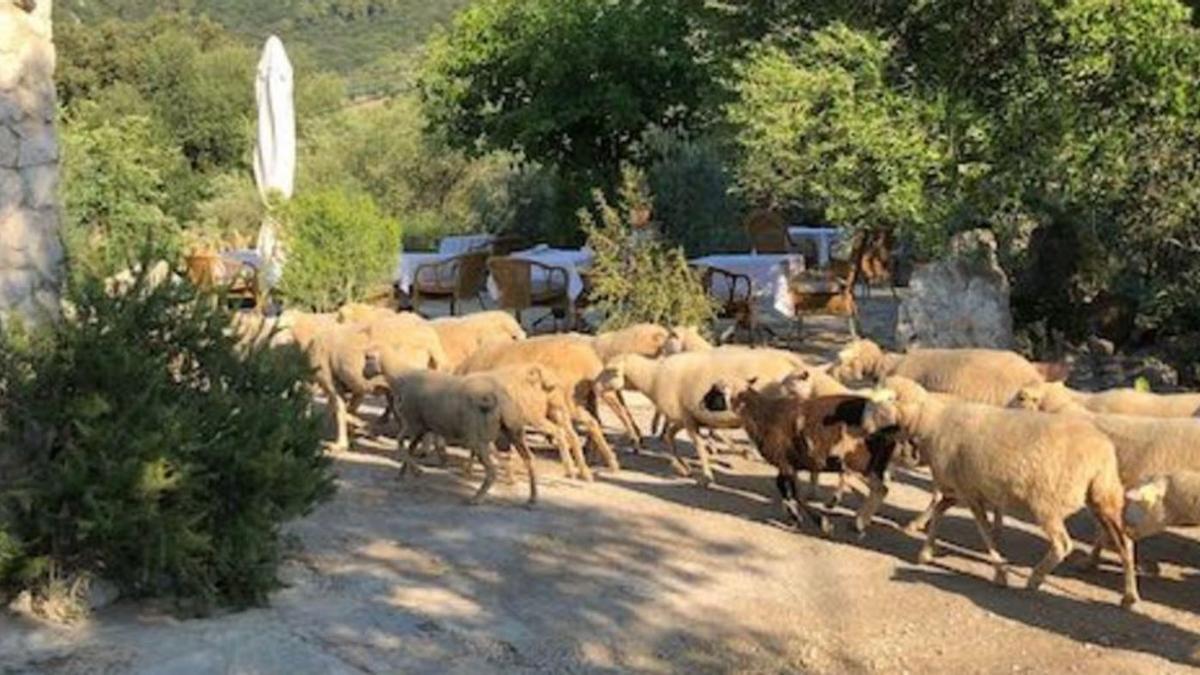 Eine Schafherde auf der Finca Can Guilló bei Pollença.  | FOTOS: CAN GUILLÓ