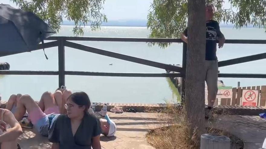 Buscando la sombra en l'Albufera