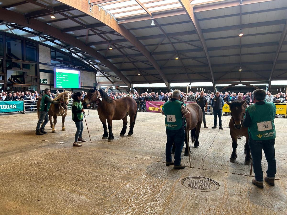 EN IMÁGENES: Concurso de Ganado Equino de la Montaña Asturiana en Pola de Siero EN IMÁGENES: Concurso de Ganado Equino de la Montaña Asturiana en Pola de Siero