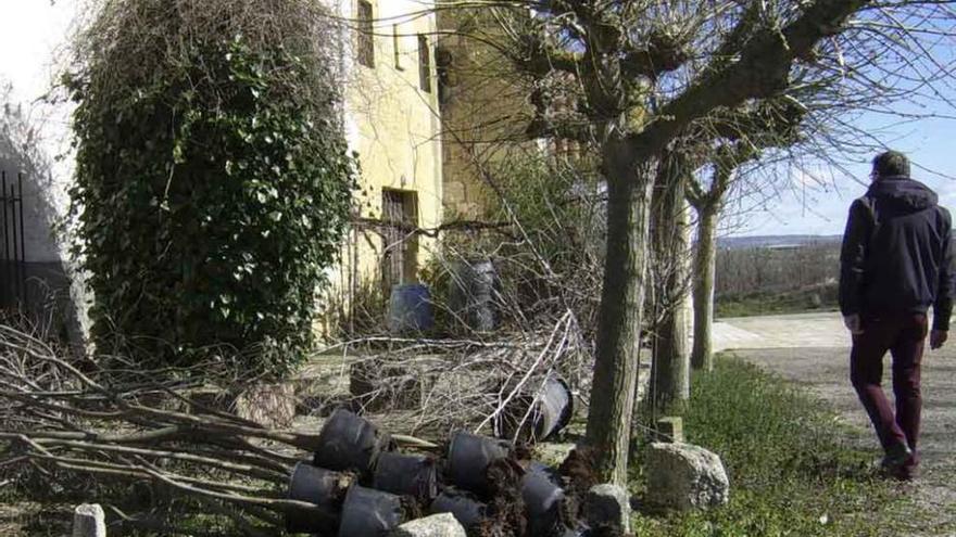 Plantones preparados en la pradera del Cristo.