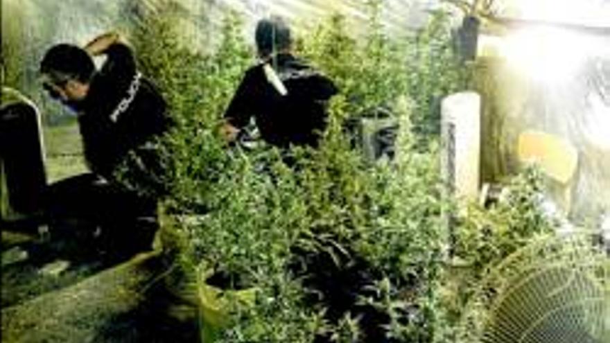 Detenidos con una plantación de marihuana en el trastero de casa