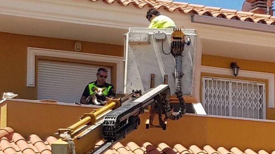 Rescatan a un perro sin agua ni comida en la Vall d&#039;Uixó