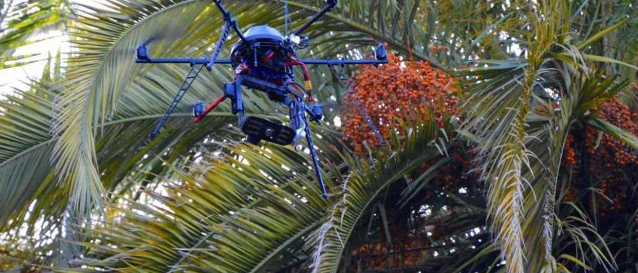 Un dron recoge imágenes de una de las plameras de Caldas.