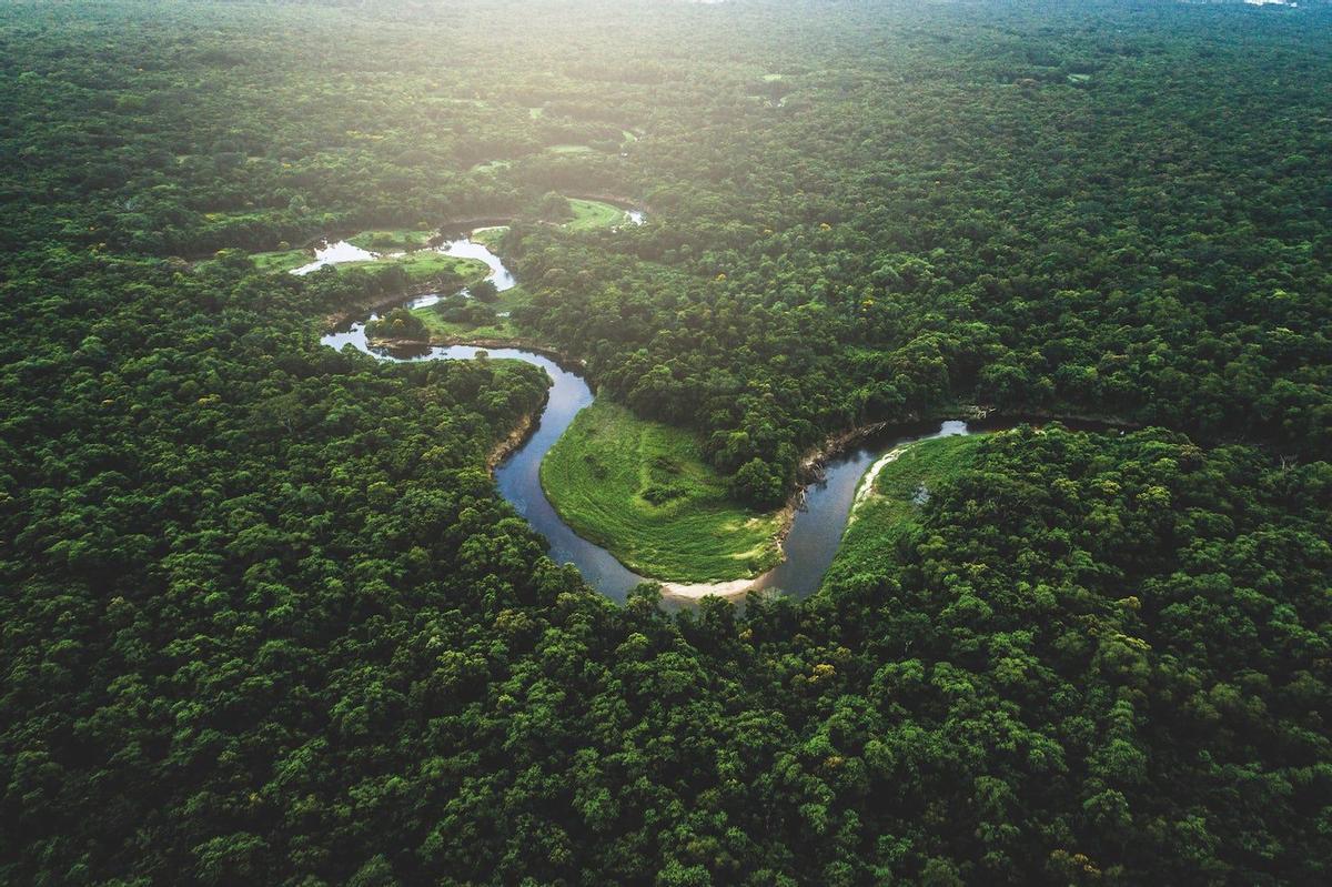 Bosque atlántico, Brasil