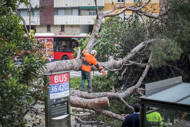 Imágenes de la caída de un árbol en la Calle Rioja