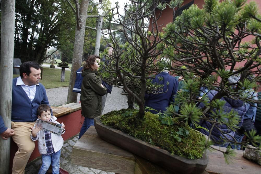 Visita guiada a la colección de bonsai en el Museo Evaristo Valle