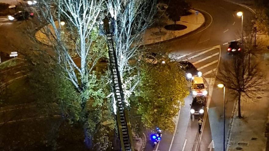 Un bombero retira el nido del árbol