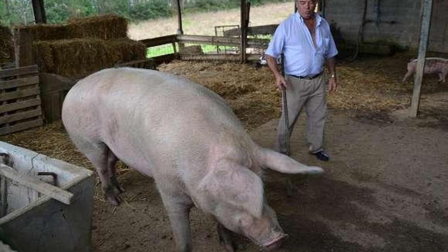&#039;Patrón&#039;, el mayor cerdo de la finca, con su dueño, ayer, en Anceis. / l.o.