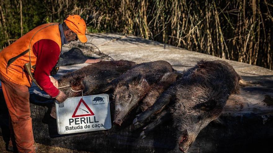Caça del porc senglar a Catalunya: Ordeig anuncia que s'ampliarà la veda arran de la pesta porcina africana