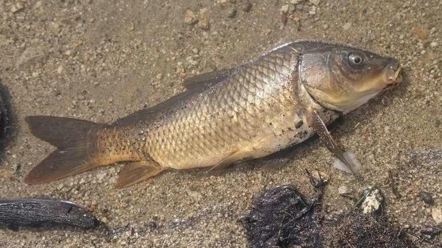 Una carpa moribunda en el embalse de Almendra.