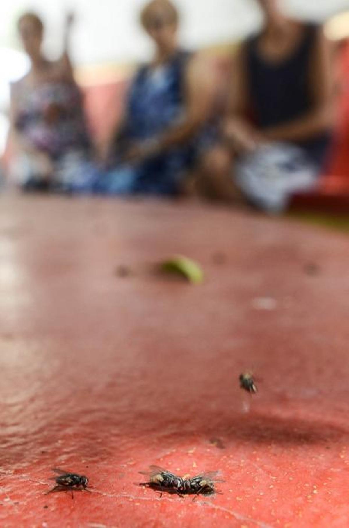 Plaga de moscas en Melenara y Salinetas Plaga de moscas en Melenara y Salinetas