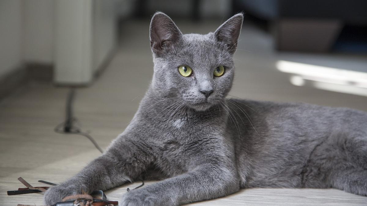 Un estudio revela que los gatos prefieren a las mujeres