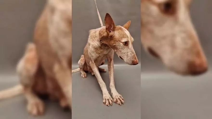 BOMBAY, uno de los tres podencos que vivían por fuera de la "Granja de los horrores" en El Tablero