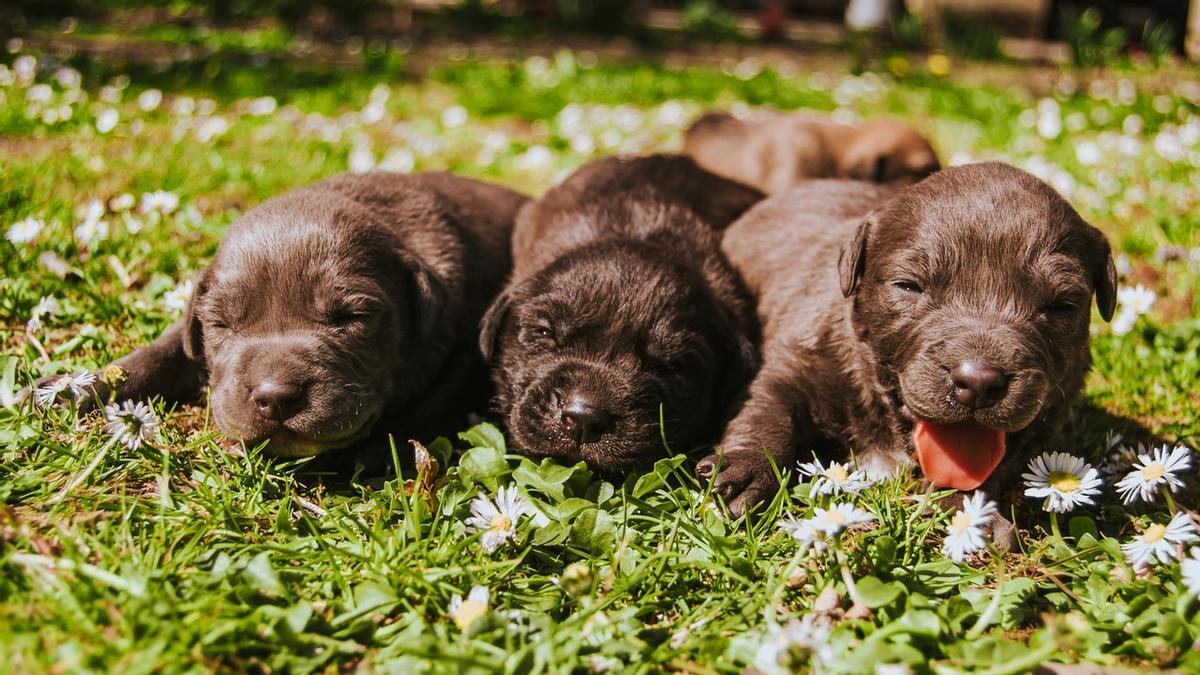 Los cachorros de pequeños reciben lametones de su madre.